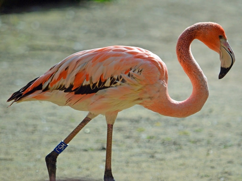 Pretty Flamingo at Chester Zoo UK